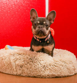 Happy dog in a plush bed