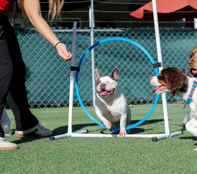 Happy dog running an agility course