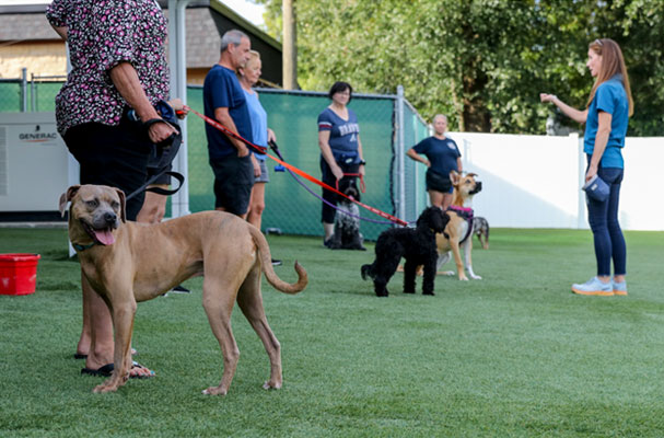 AKC S.T.A.R. Puppy Class