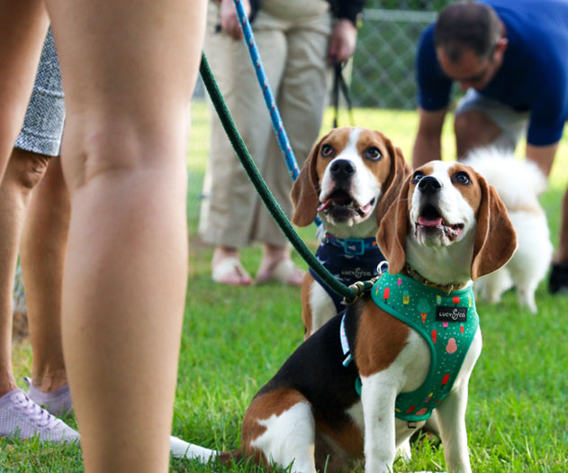 Two puppies in dog training