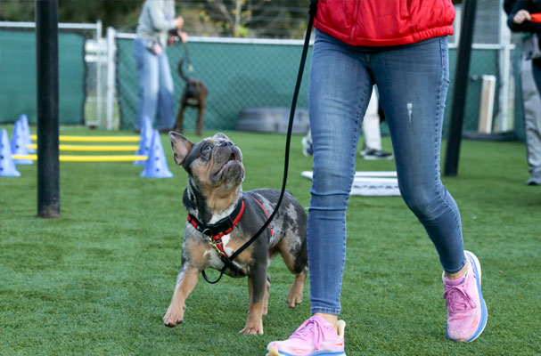 Dog training on a leash