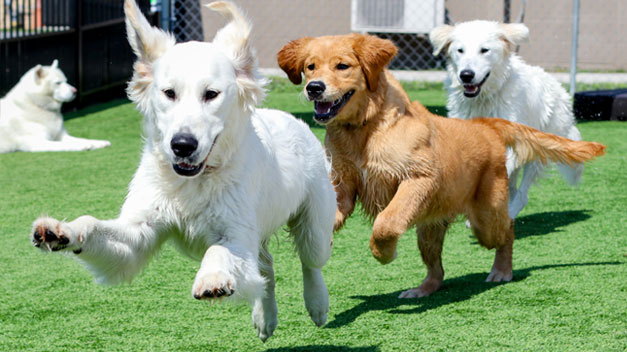 Happy dogs playing outside at daycare