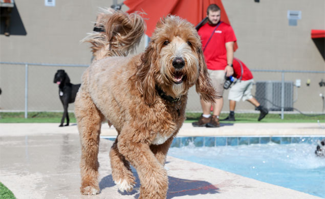 dogs by the pool at daycare