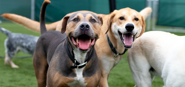 Happy dogs playing outside