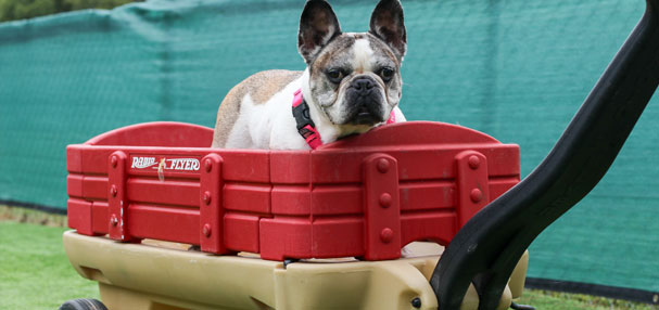 Happy dog being pulled in a wagon