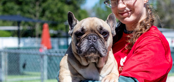 Staff holding a senior dog