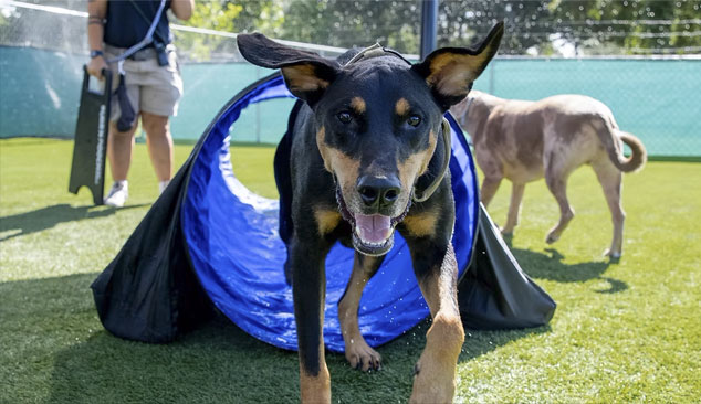 dogs playing in daycare