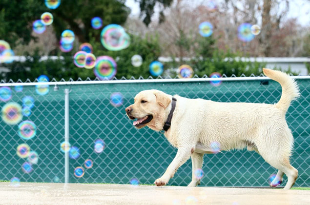 dog playing with bubbles in daycare