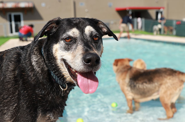 Dogs playing in the pool at daycare