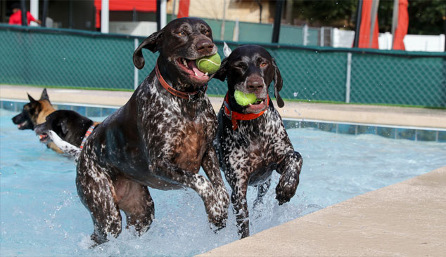 two happy dogs playing with toys in the pool