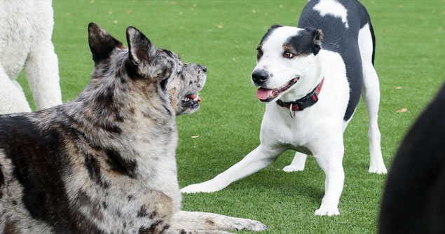 Two dogs playing outside in daycare