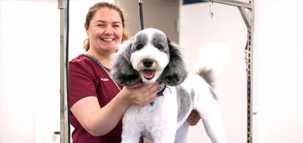 Happy dog after grooming