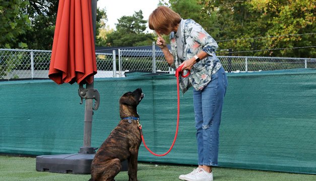 Dog trainer working with a dog