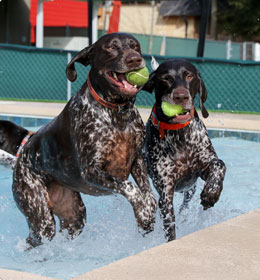 Two dogs with toys in the pool at dog daycare