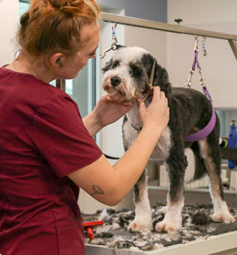 Dog being groomed by a groomer