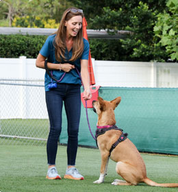 Dog trainer working with a dog