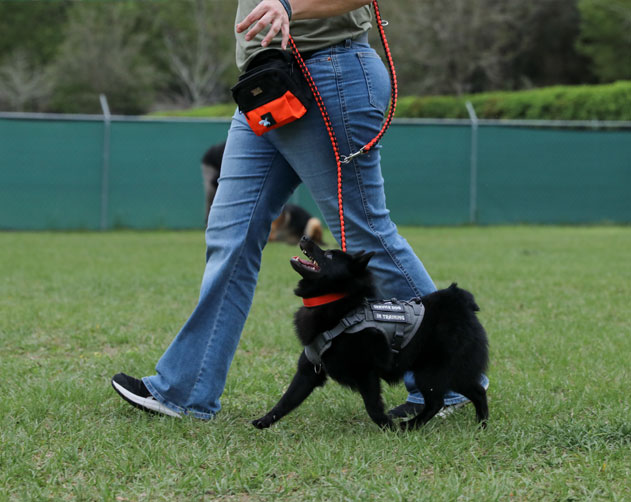 Dog trainer walking a happy dog on a leash