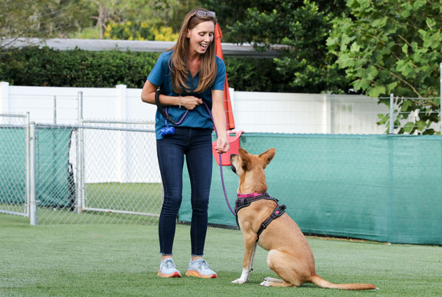 Dog training giving a private lesson